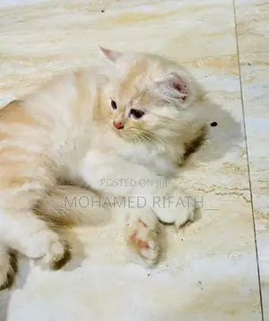 Persian Cat