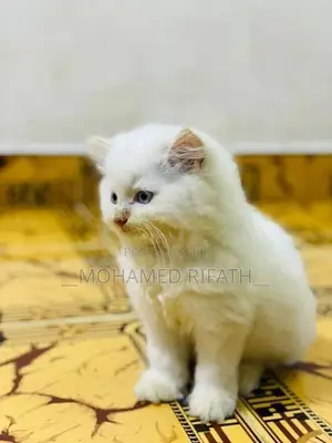 Persian Cat