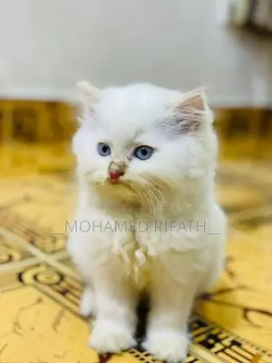 Persian Cat