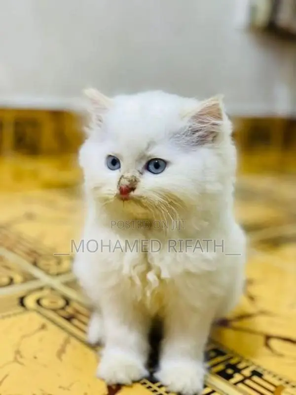 Persian Cat