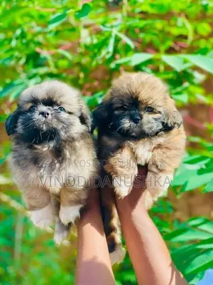 Shih Tzu Puppies