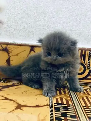 Persian Cat