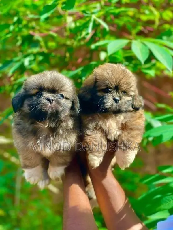 Shih Tzu Puppies