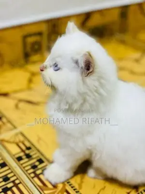 Persian Cat