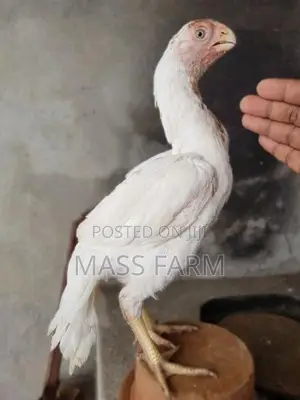 Parrot Beak Longtail