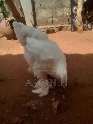 Bharama Chicken