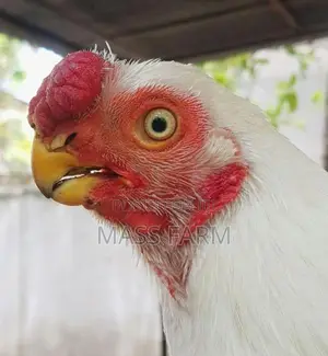 Parrot Beak Longtail