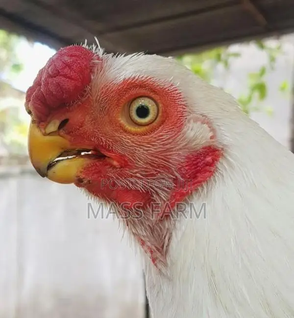 Parrot Beak Longtail