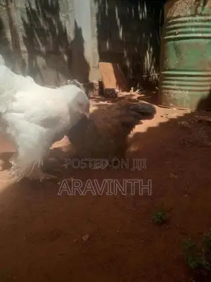 Bharama Chicken
