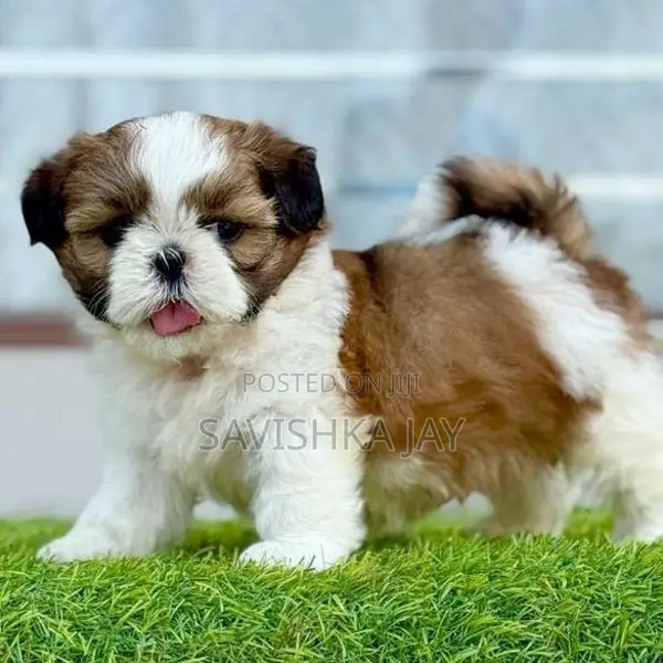 Shitzu puppies