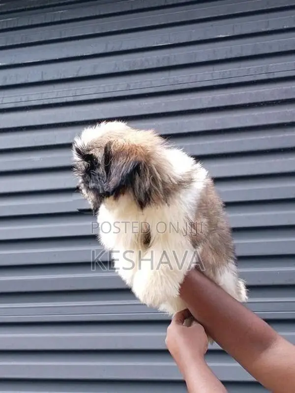 shitzu Male puppy