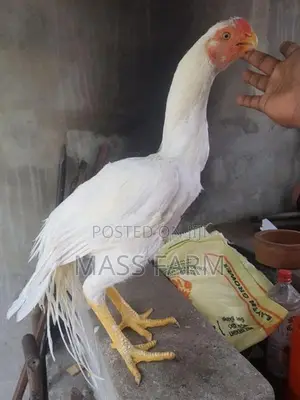 Parrot Beak Longtail