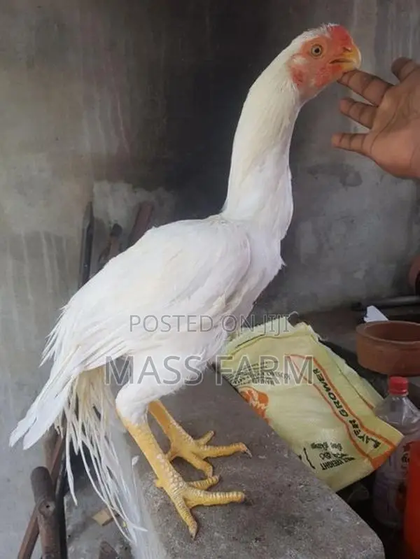 Parrot Beak Longtail