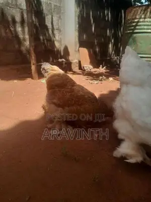 Bharama Chicken