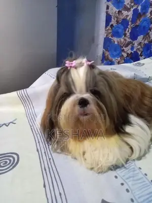 shitzu Male puppy