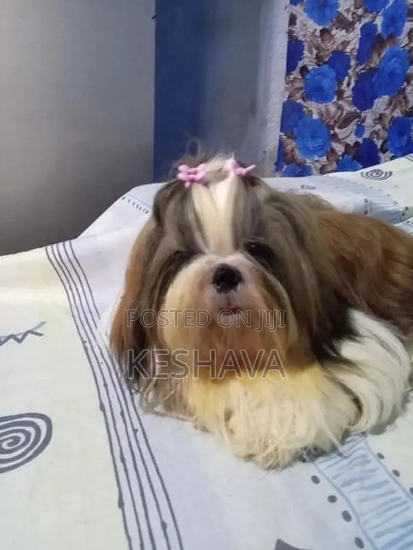 shitzu Male puppy