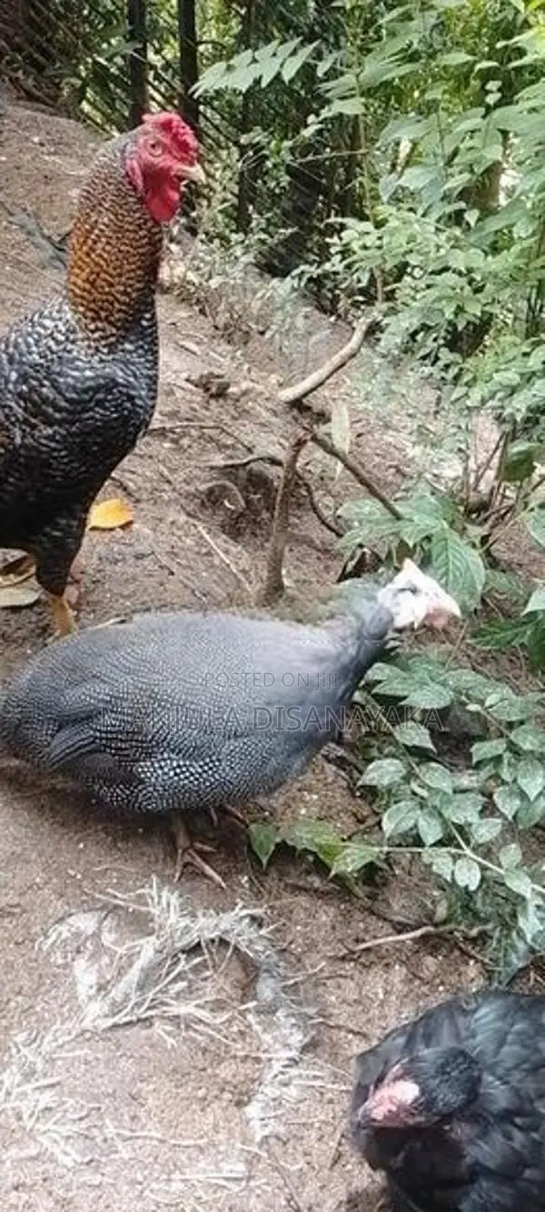 ගිනි කුකුලෙක් විකිණීම