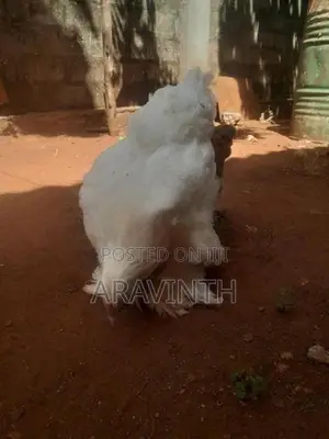 Bharama Chicken