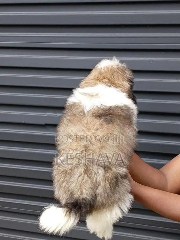 shitzu Male puppy