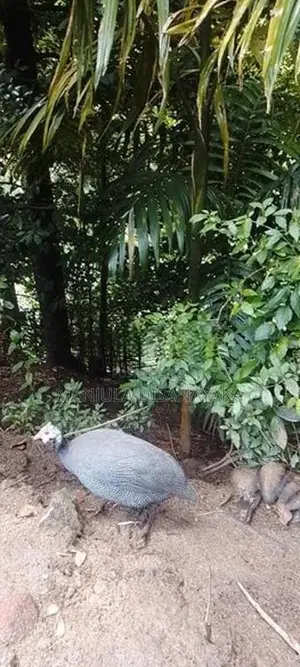 ගිනි කුකුලෙක් විකිණීම