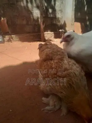 Bharama Chicken