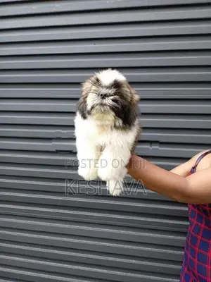 shitzu Male puppy
