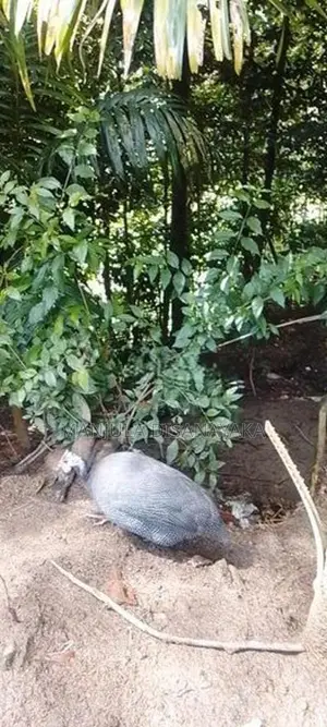 ගිනි කුකුලෙක් විකිණීම