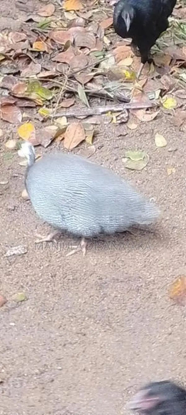 ගිනි කුකුලෙක් විකිණීම