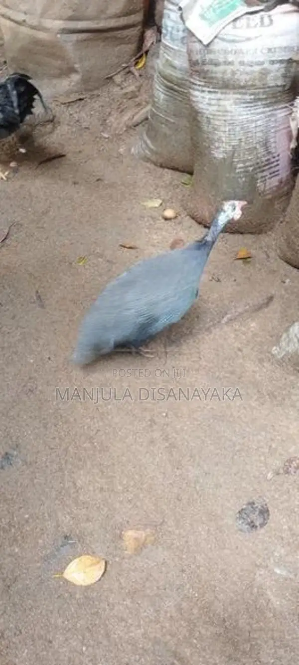 ගිනි කුකුලෙක් විකිණීම