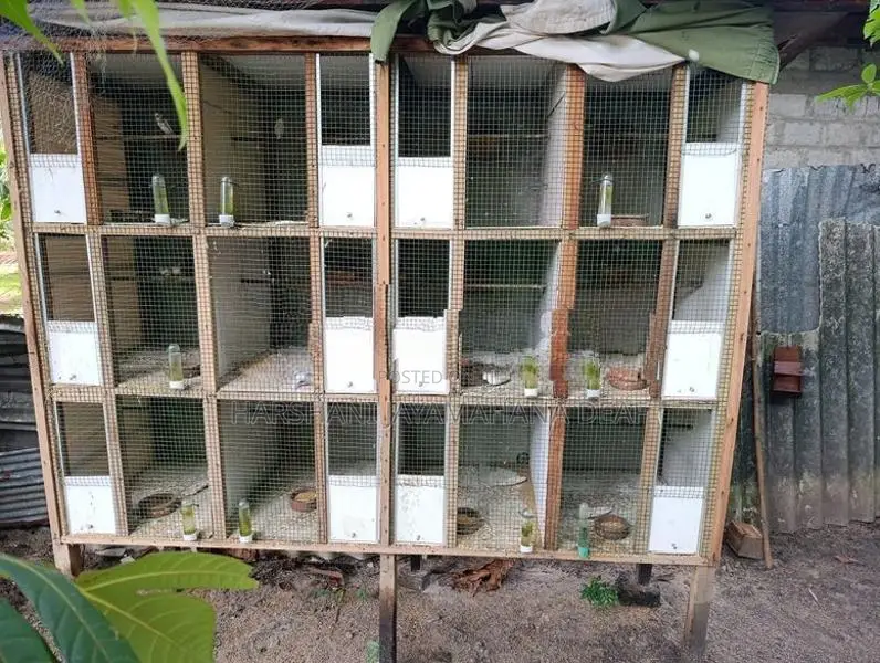 Bird Cage