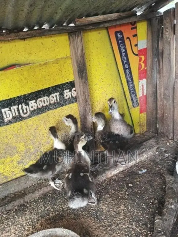 வாத்து குஞ்சுகள்