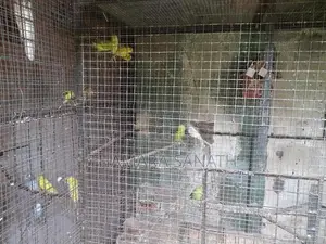 Lovebirds for Selling