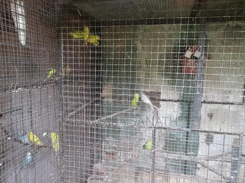 Lovebirds for Selling