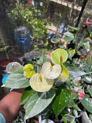 anthuriam plants