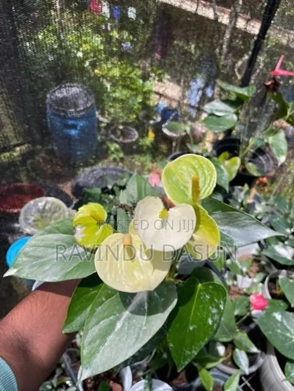 anthuriam plants