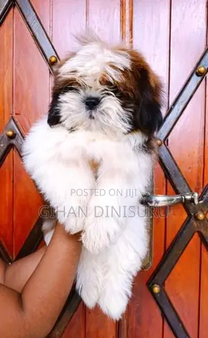 Shihtzu Puppy