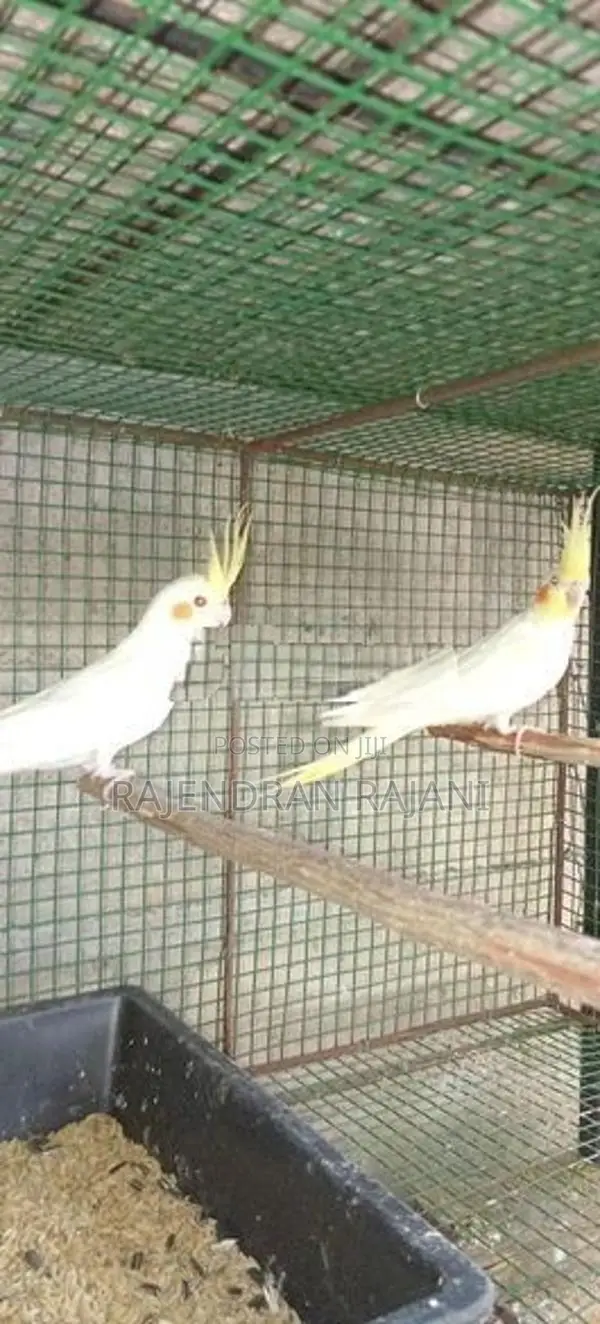 cocktail birds