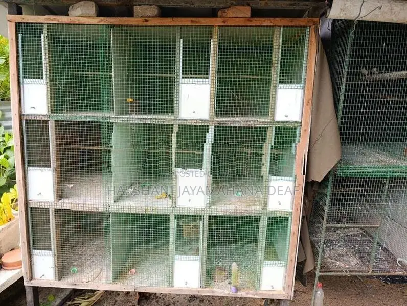 Bird Cage