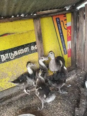 வாத்து குஞ்சுகள்