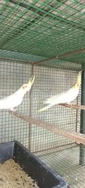 cocktail birds
