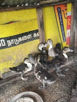வாத்து குஞ்சுகள்