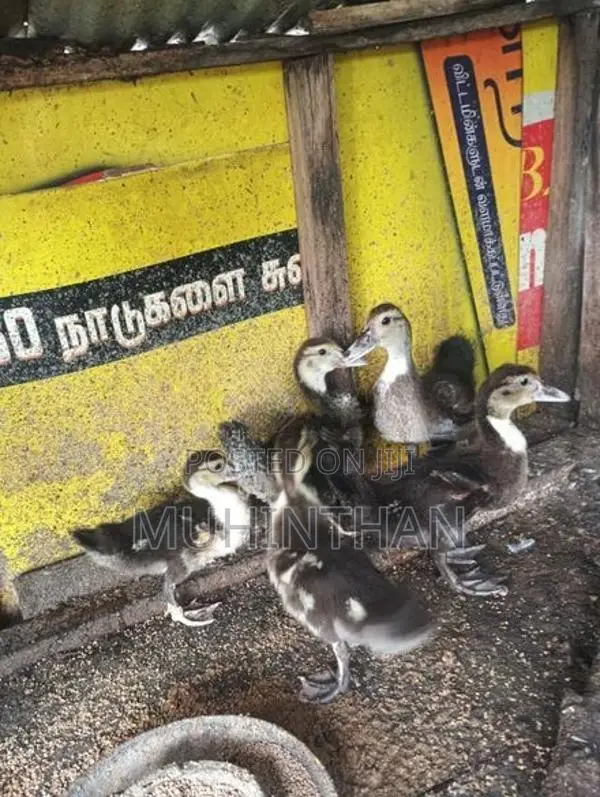 வாத்து குஞ்சுகள்