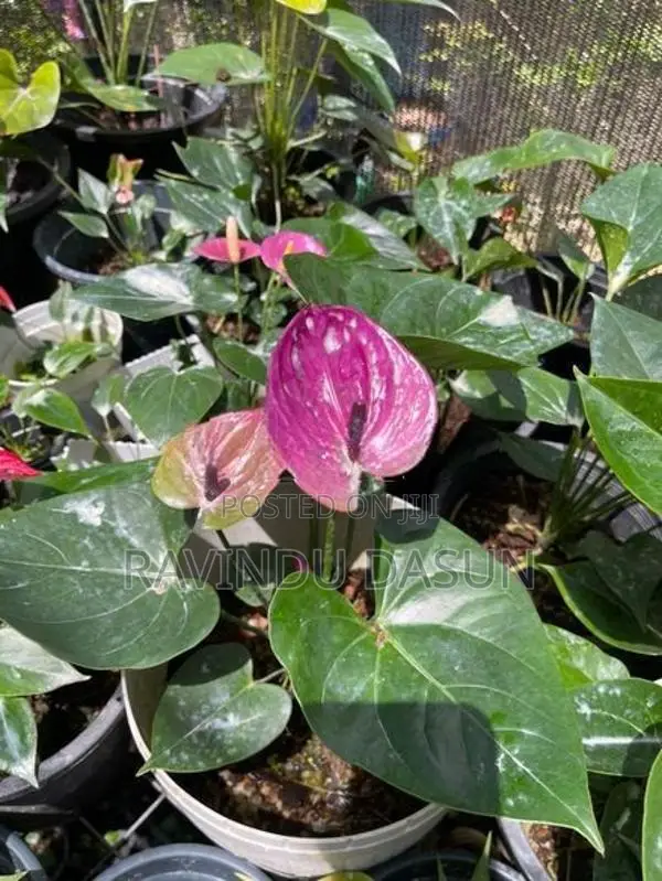 anthuriam plants