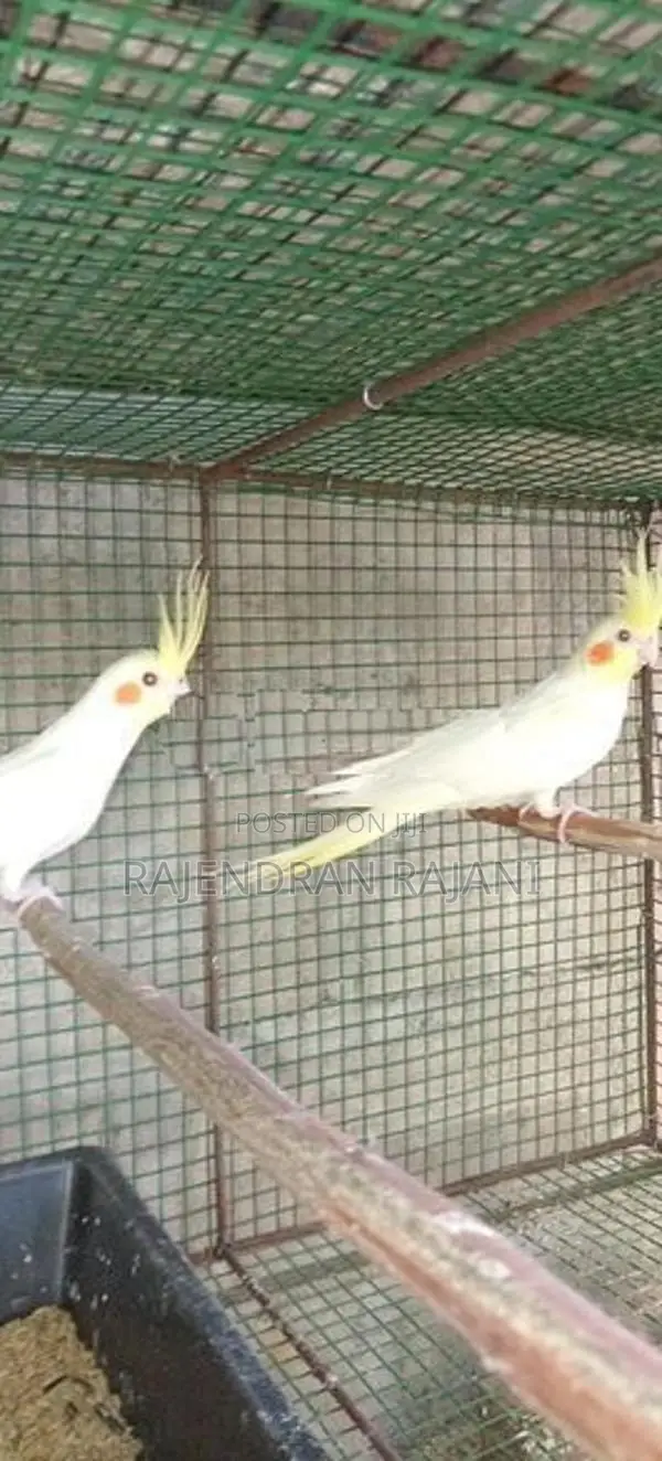 cocktail birds