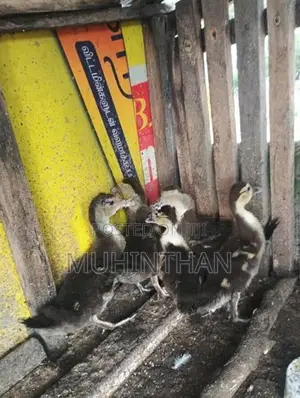 வாத்து குஞ்சுகள்