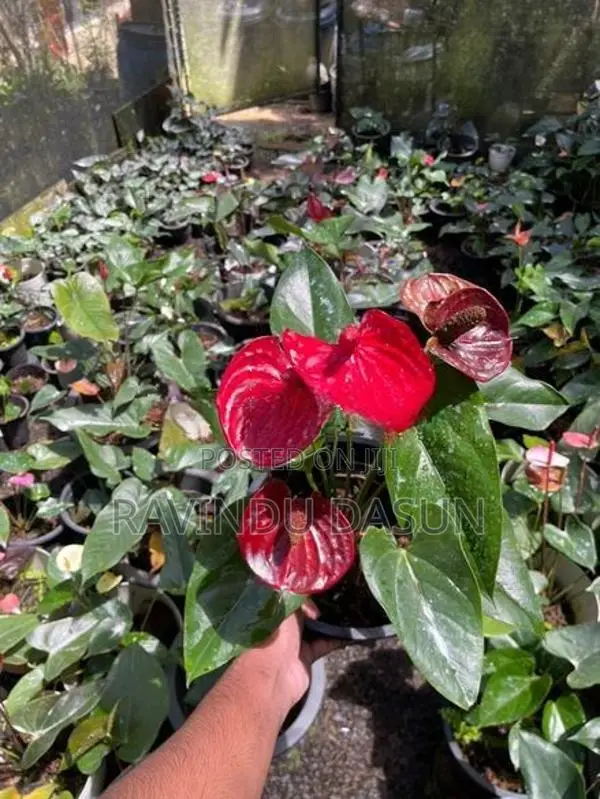 anthuriam plants