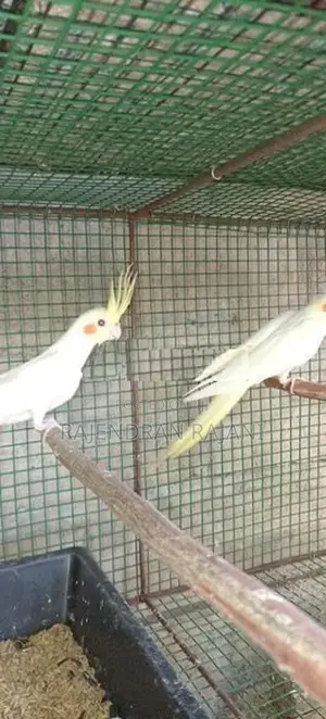 cocktail birds