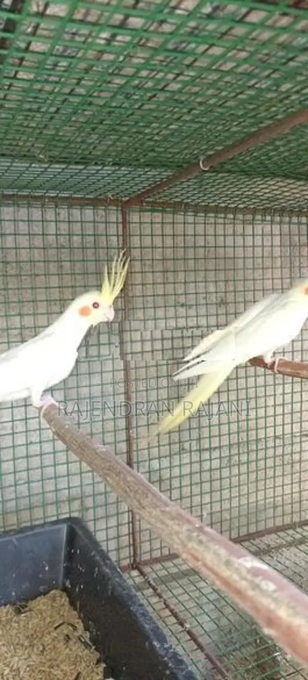 cocktail birds