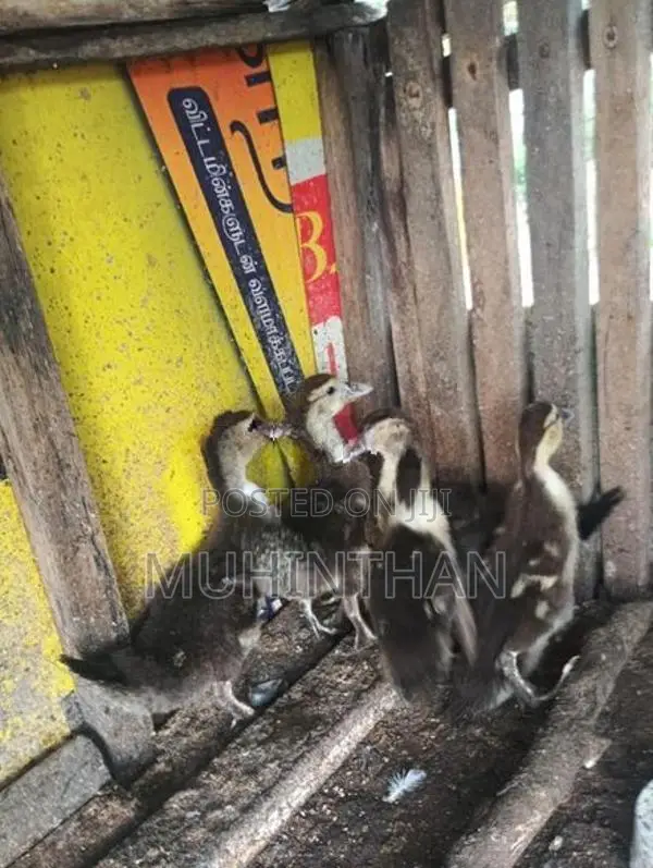 வாத்து குஞ்சுகள்
