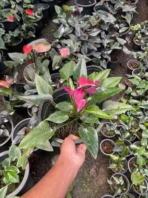 anthuriam plants